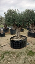 olea europea- olivenbaum alt gross_11